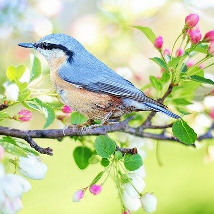 Věděli jste, že vždy první neděli v květnu se slaví den ptačího zpěvu? Jedná se o oslavu příchodu jara, kdy jsou již všichni stěhovaví ptáci zpět ve svých letních domovech a […]